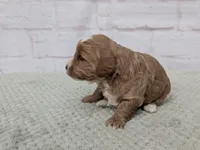 Jace, a male Miniature Goldendoodle for sale in Sugarcreek, OH – 3 of 3