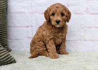 Milo, a male Miniature Goldendoodle for sale in Sugarcreek, OH – Photo 1 of 9