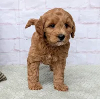 Milo, a male Miniature Goldendoodle for sale in Sugarcreek, OH – Photo 6 of 9
