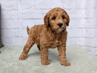 Milo, a male Miniature Goldendoodle for sale in Sugarcreek, OH – Photo 8 of 9