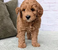 Milo, a male Miniature Goldendoodle for sale in Sugarcreek, OH – Photo 7 of 9