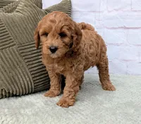 Milo, a male Miniature Goldendoodle for sale in Sugarcreek, OH – Photo 9 of 9