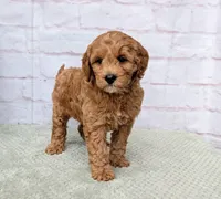 Milo, a male Miniature Goldendoodle for sale in Sugarcreek, OH – Photo 5 of 9