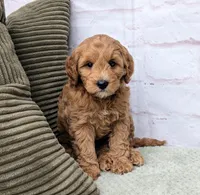 Milo, a male Miniature Goldendoodle for sale in Sugarcreek, OH – Photo 2 of 9