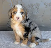 Pipa, a female Miniature Bernedoodle for sale in Sugarcreek, OH – 2 of 5
