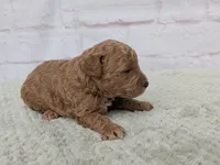 Bently , a male Miniature Goldendoodle for sale in Sugarcreek, OH – 2 of 3