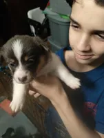 Storm (Magenta/Red Collar), a female Pembroke Welsh Corgi for sale in Spring Hill, FL – 2 of 5