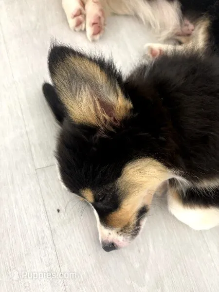 Wonder Woman (Pink Collar) FLUFFY – Pembroke Welsh Corgi puppy for sale in Spring Hill, FL