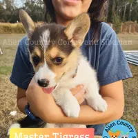 Tigress by Triple Clear Dad, a female Pembroke Welsh Corgi for sale in Spring Hill, FL – Photo 8 of 9