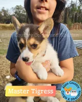 Tigress by Triple Clear Dad, a female Pembroke Welsh Corgi for sale in Spring Hill, FL – Photo 4 of 5