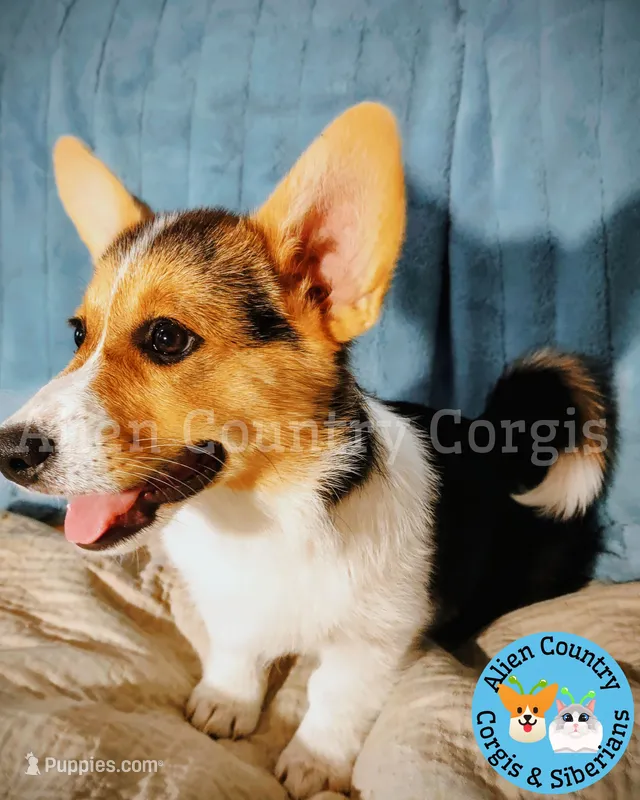 Tigress by Triple Clear Dad