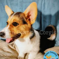 Tigress by Triple Clear Dad, a female Pembroke Welsh Corgi for sale in Spring Hill, FL – Photo 2 of 9
