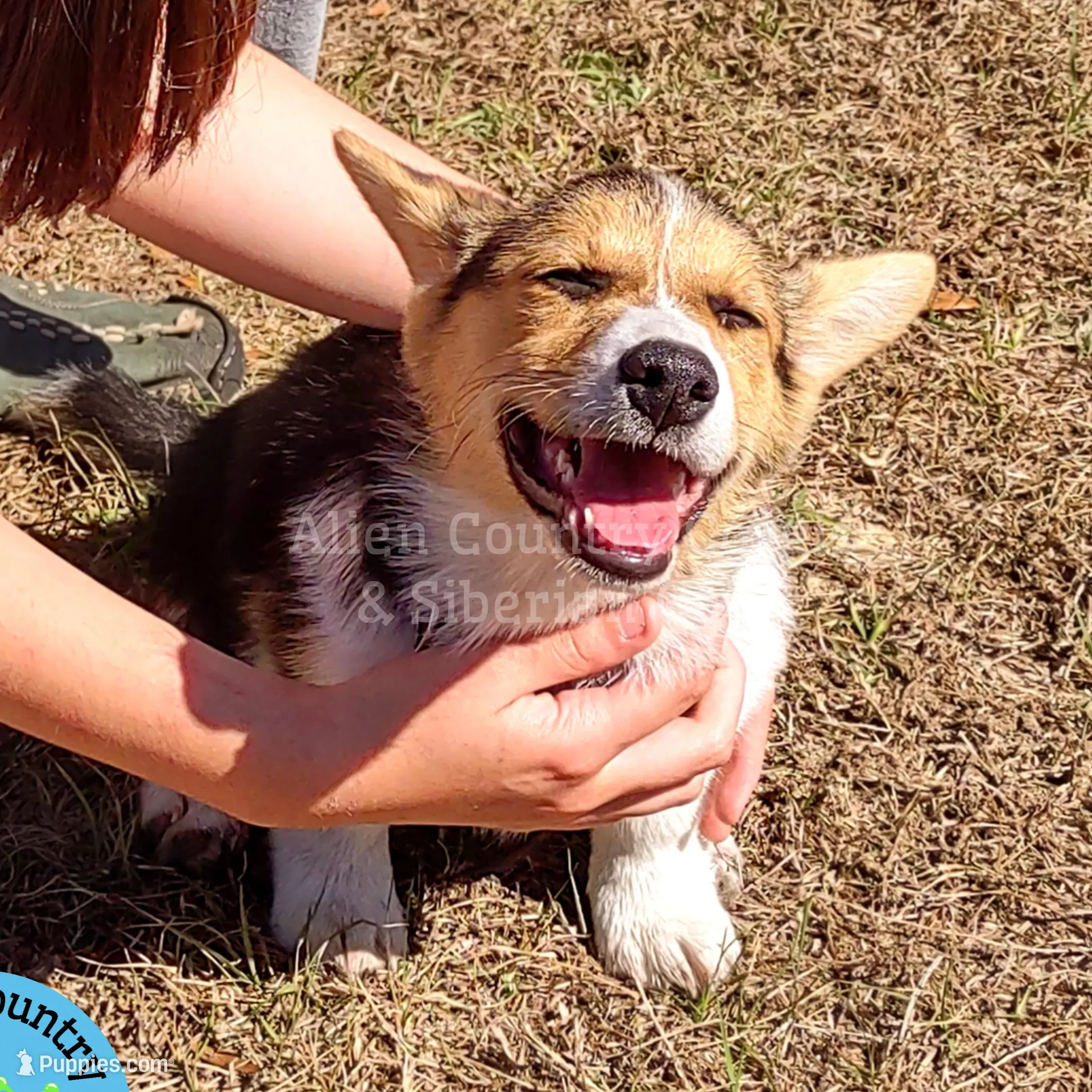 Tigress by Triple Clear Dad