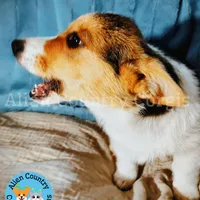 Tigress by Triple Clear Dad, a female Pembroke Welsh Corgi for sale in Spring Hill, FL – Photo 3 of 9