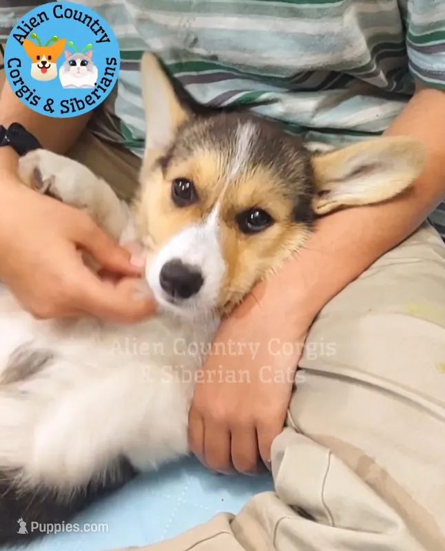 Tigress by Triple Clear Dad