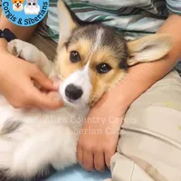 Tigress by Triple Clear Dad, a female Pembroke Welsh Corgi for sale in Spring Hill, FL – Photo 5 of 9