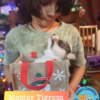 Tigress by Triple Clear Dad, a female Pembroke Welsh Corgi for sale in Spring Hill, FL – Photo 9 of 9