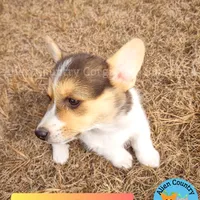 Tigress by Triple Clear Dad, a female Pembroke Welsh Corgi for sale in Spring Hill, FL – Photo 7 of 9