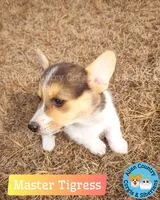 Tigress by Triple Clear Dad, a female Pembroke Welsh Corgi for sale in Spring Hill, FL – Photo 3 of 5