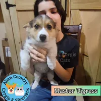 Tigress by Triple Clear Dad, a female Pembroke Welsh Corgi for sale in Spring Hill, FL – Photo 6 of 9