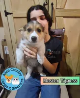 Tigress by Triple Clear Dad, a female Pembroke Welsh Corgi for sale in Spring Hill, FL – Photo 2 of 5