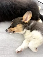 Storm BLUEY, a female Pembroke Welsh Corgi for sale in Spring Hill, FL – 3 of 7