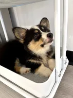 Supergirl FLUFFY, a female Pembroke Welsh Corgi for sale in Spring Hill, FL – 3 of 8