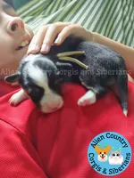 Supergirl (Yellow Collar), a female Pembroke Welsh Corgi for sale in Spring Hill, FL – 4 of 5
