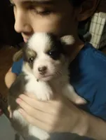 The Incredible Hulk (brown collar), a male Pembroke Welsh Corgi for sale in Spring Hill, FL – 2 of 5