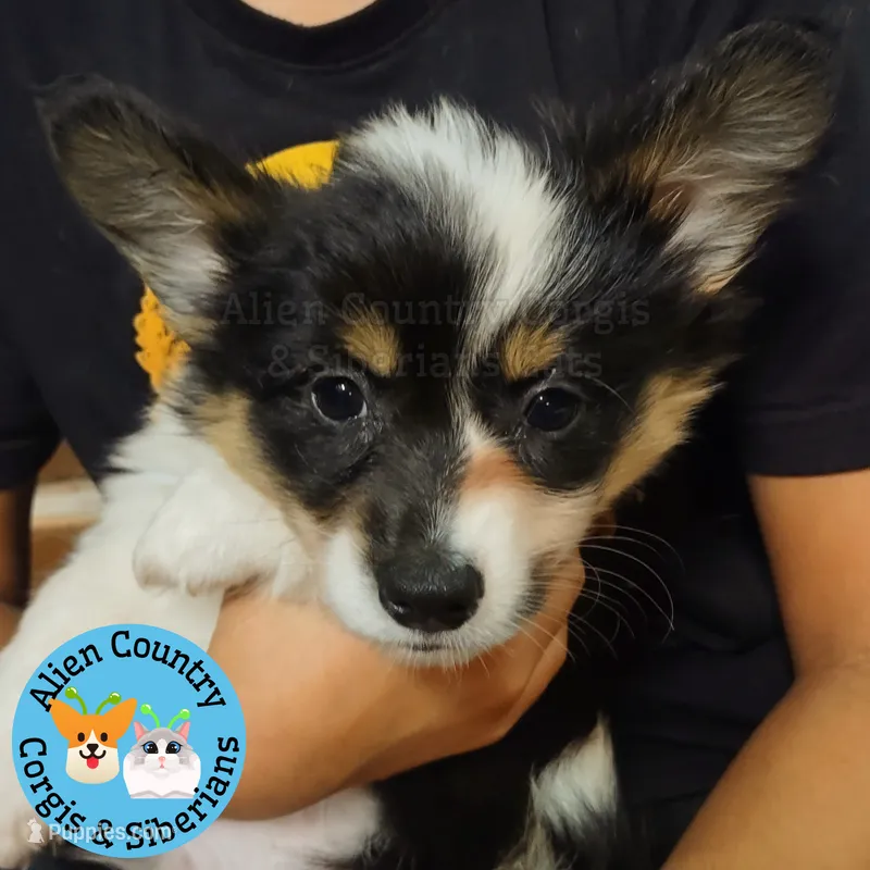 Wonder Woman (Pink Collar) FLUFFY – Pembroke Welsh Corgi puppy for sale in Spring Hill, FL