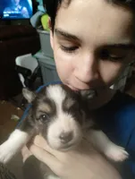 Captain America (Blue Collar), a male Pembroke Welsh Corgi for sale in Spring Hill, FL – 1 of 5