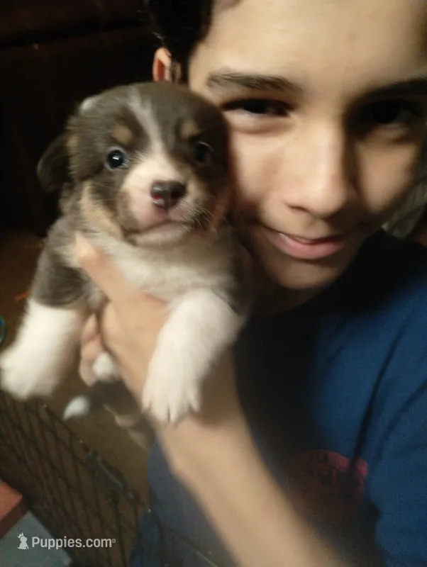 Mirage (Purple/Lilac – Pembroke Welsh Corgi puppy for sale in Spring Hill, FL