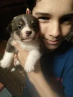 Mirage (Purple/Lilac, a female Pembroke Welsh Corgi for sale in Spring Hill, FL – 1 of 5