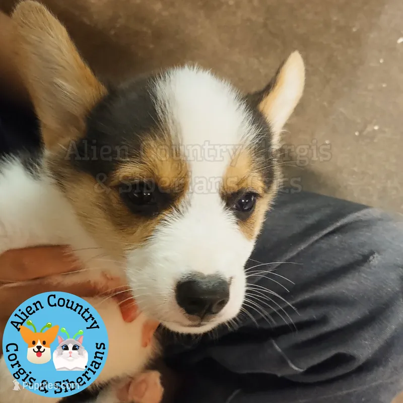 The Incredible Hulk (brown collar) – Pembroke Welsh Corgi puppy for sale in Spring Hill, FL