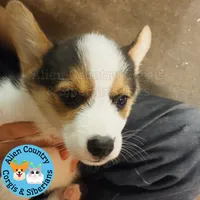 The Incredible Hulk (brown collar), a male Pembroke Welsh Corgi for sale in Spring Hill, FL – 3 of 8