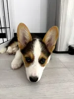 The Incredible Hulk (brown collar), a male Pembroke Welsh Corgi for sale in Spring Hill, FL – 2 of 8