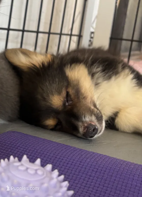 Batman (Grey) FLUFFY – Pembroke Welsh Corgi puppy for sale in Spring Hill, FL