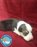 Wonder Woman (Pink Collar), a female Pembroke Welsh Corgi for sale in Spring Hill, FL – 3 of 5