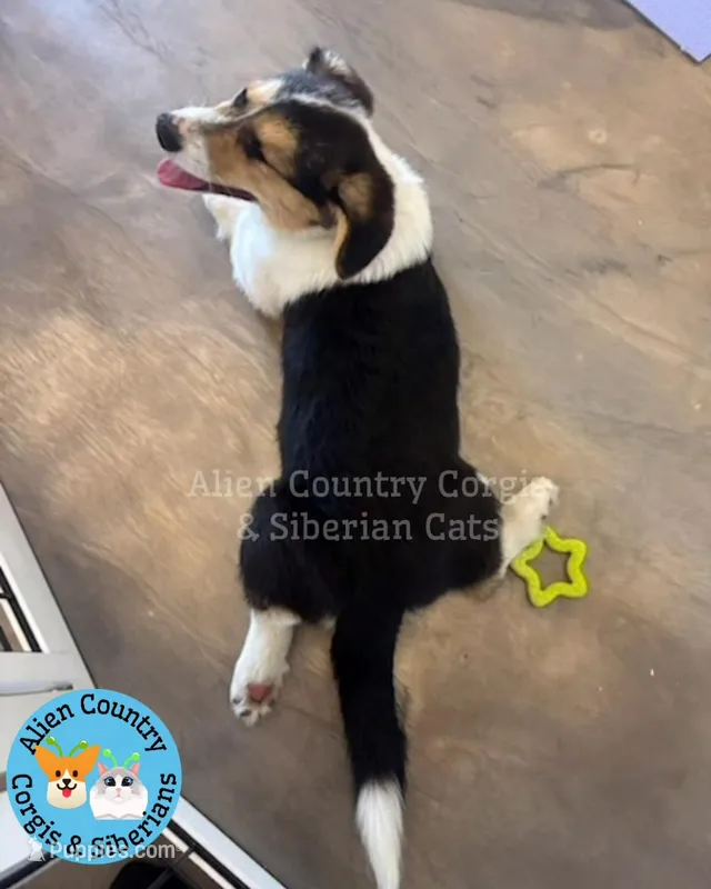 Po by Triple Clear Dad – Pembroke Welsh Corgi puppy for sale in Spring Hill, FL