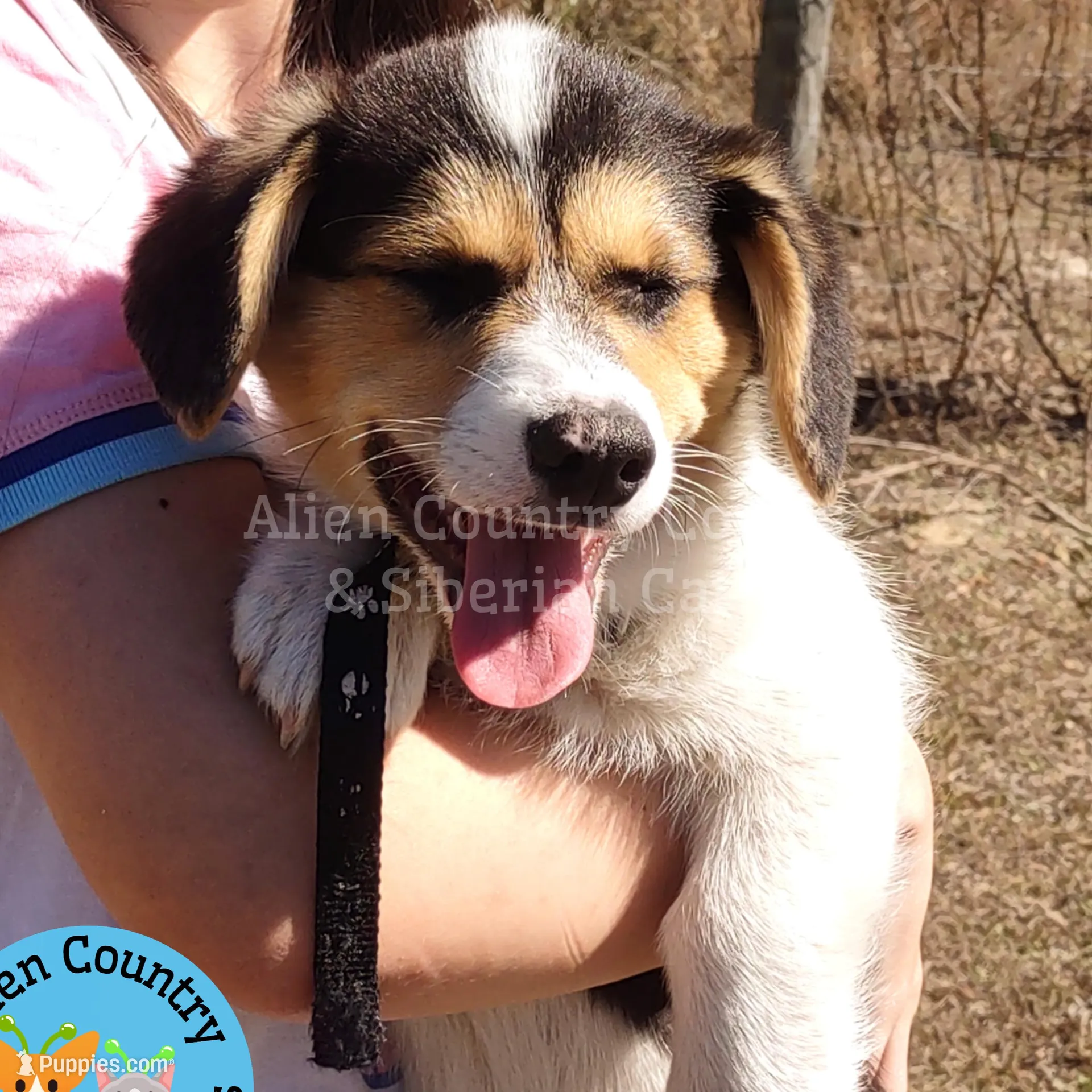 Po by Triple Clear Dad