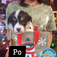 Po by Triple Clear Dad, a male Pembroke Welsh Corgi for sale in Spring Hill, FL – Photo 10 of 10