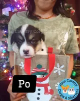 Po by Triple Clear Dad, a male Pembroke Welsh Corgi for sale in Spring Hill, FL – Photo 5 of 5