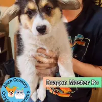 Po by Triple Clear Dad, a male Pembroke Welsh Corgi for sale in Spring Hill, FL – Photo 7 of 10