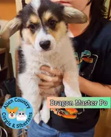 Po by Triple Clear Dad, a male Pembroke Welsh Corgi for sale in Spring Hill, FL – Photo 2 of 5