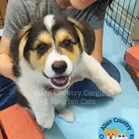 Po by Triple Clear Dad, a male Pembroke Welsh Corgi for sale in Spring Hill, FL – Photo 6 of 10
