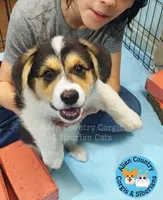 Po by Triple Clear Dad, a male Pembroke Welsh Corgi for sale in Spring Hill, FL – Photo 1 of 5