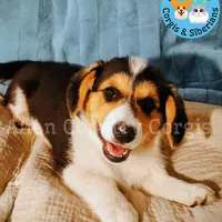 Po by Triple Clear Dad, a male Pembroke Welsh Corgi for sale in Spring Hill, FL – Photo 4 of 10