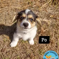 Po by Triple Clear Dad, a male Pembroke Welsh Corgi for sale in Spring Hill, FL – Photo 8 of 10