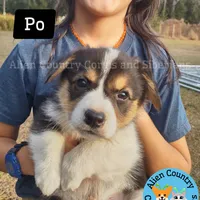 Po by Triple Clear Dad, a male Pembroke Welsh Corgi for sale in Spring Hill, FL – Photo 9 of 10