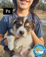 Po by Triple Clear Dad, a male Pembroke Welsh Corgi for sale in Spring Hill, FL – Photo 4 of 5